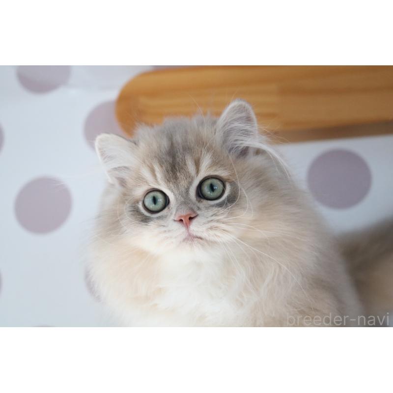 販売中の愛知県のスコティッシュストレート-132052の7枚目