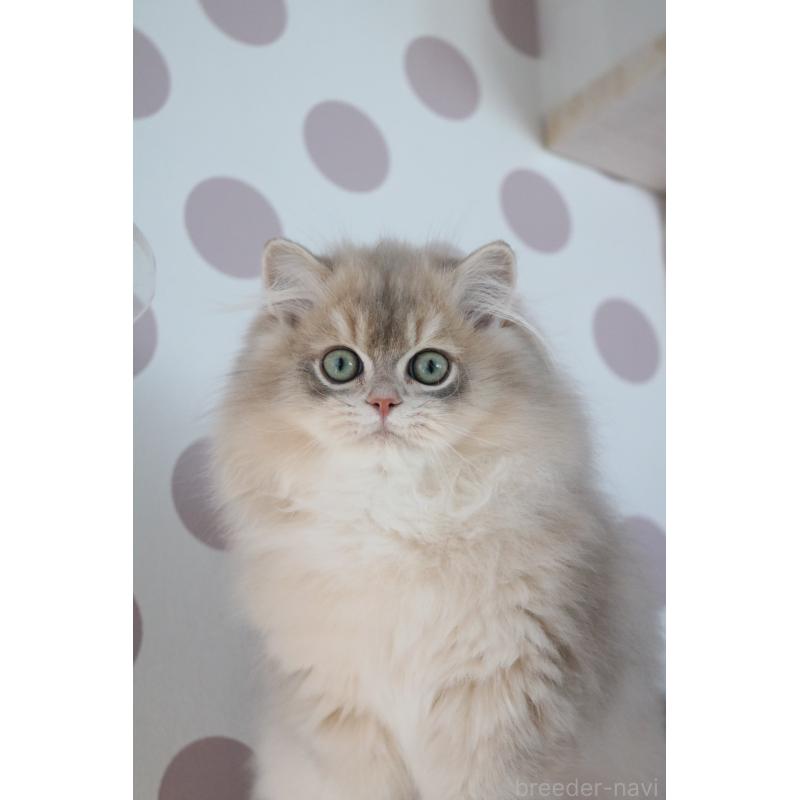 販売中の愛知県のスコティッシュストレート-132052の6枚目