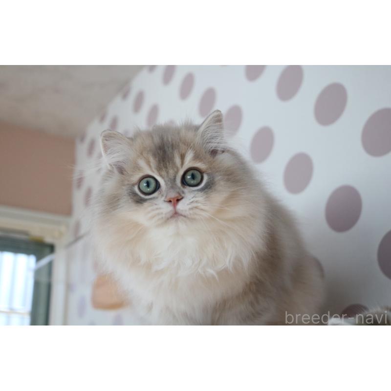 販売中の愛知県のスコティッシュストレート-132052の5枚目