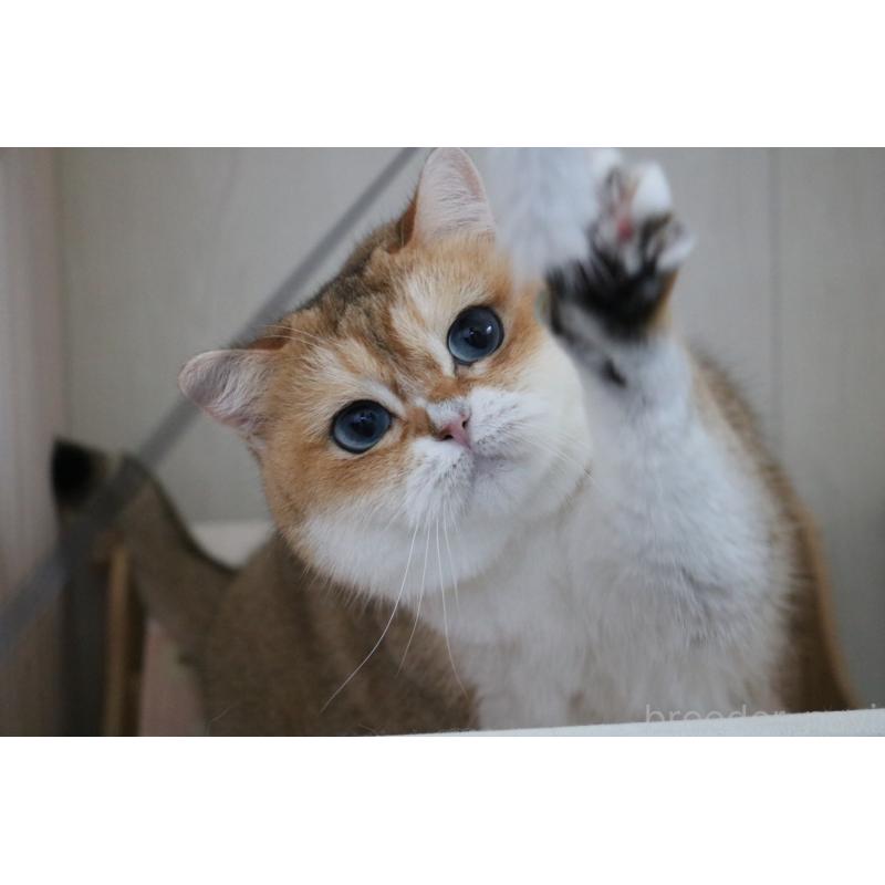 販売中の愛知県のスコティッシュストレート-128407の5枚目