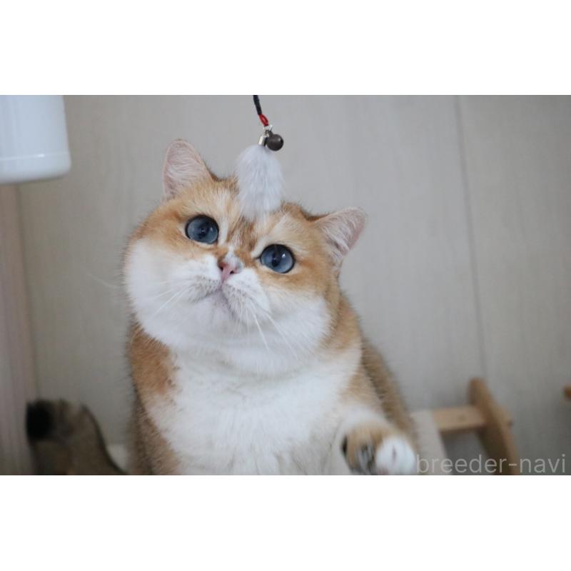 販売中の愛知県のスコティッシュストレート-128407の4枚目