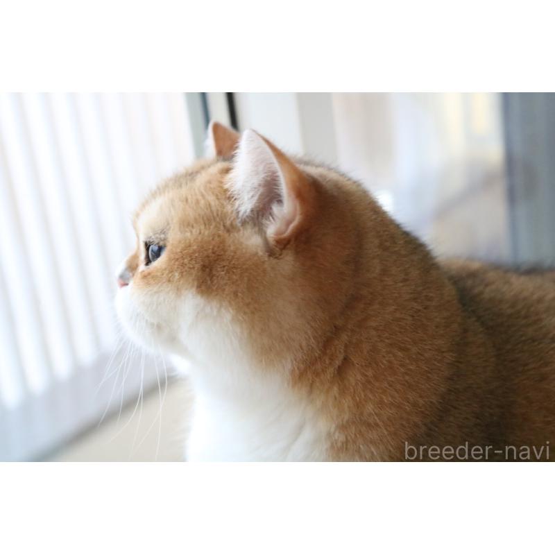 販売中の愛知県のスコティッシュストレート-128407の3枚目