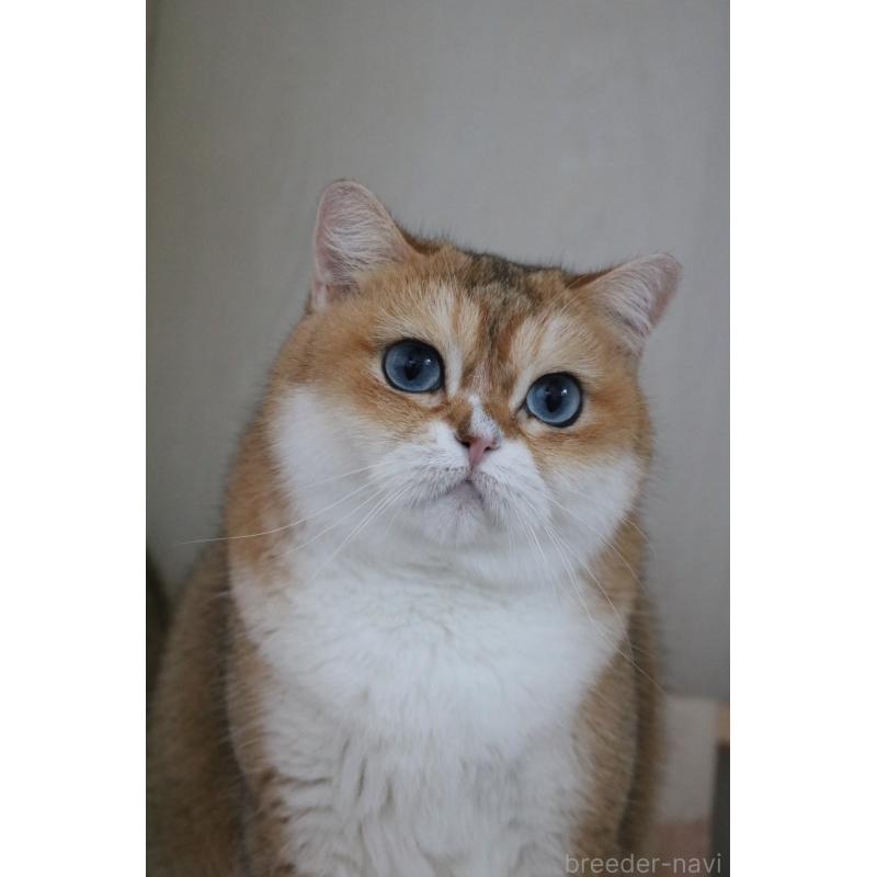 販売中の愛知県のスコティッシュストレート-128407の2枚目