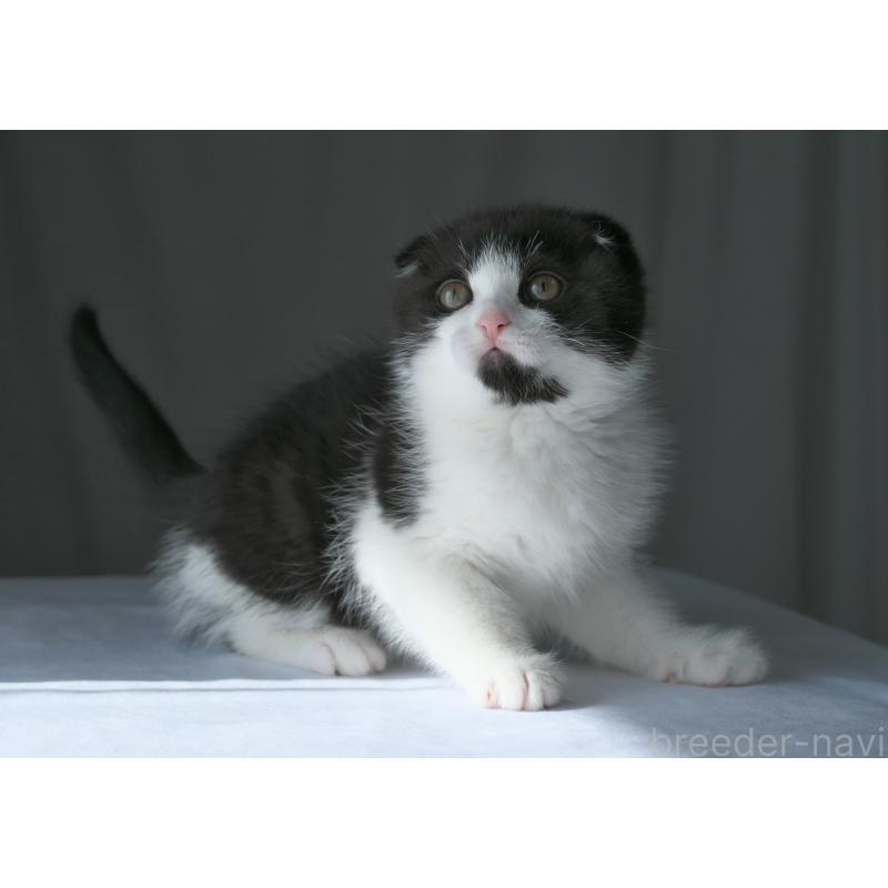 販売中の長野県のスコティッシュフォールド-136941の4枚目