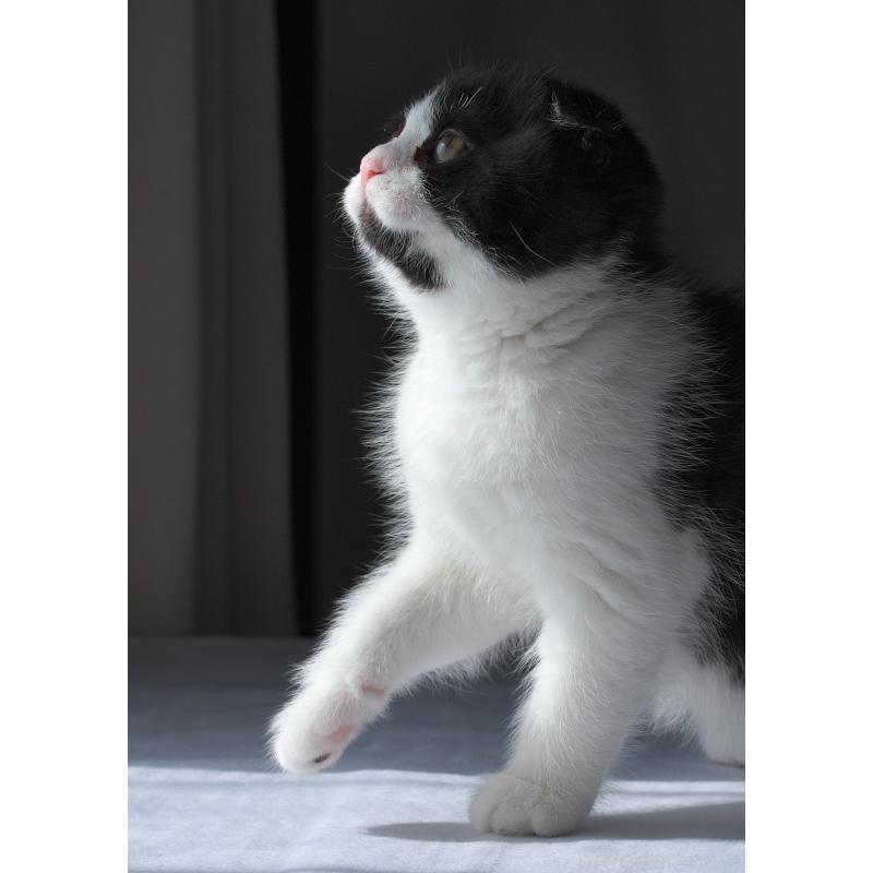 販売中の長野県のスコティッシュフォールド-136941の3枚目