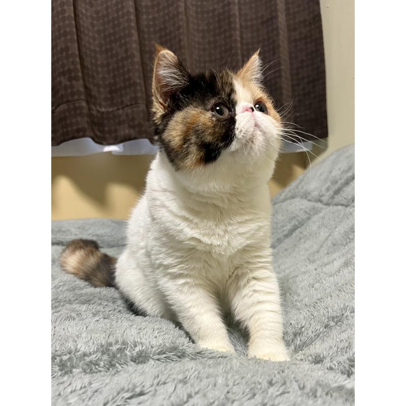 販売中の北海道のエキゾチックショートヘア-136940の8枚目