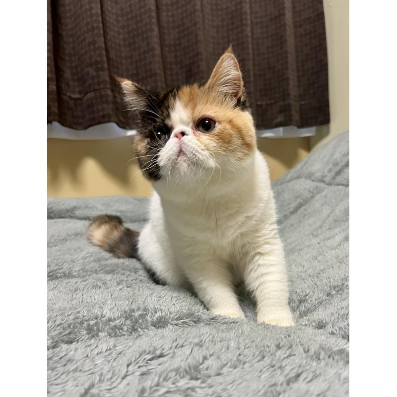 販売中の北海道のエキゾチックショートヘア-136940の7枚目