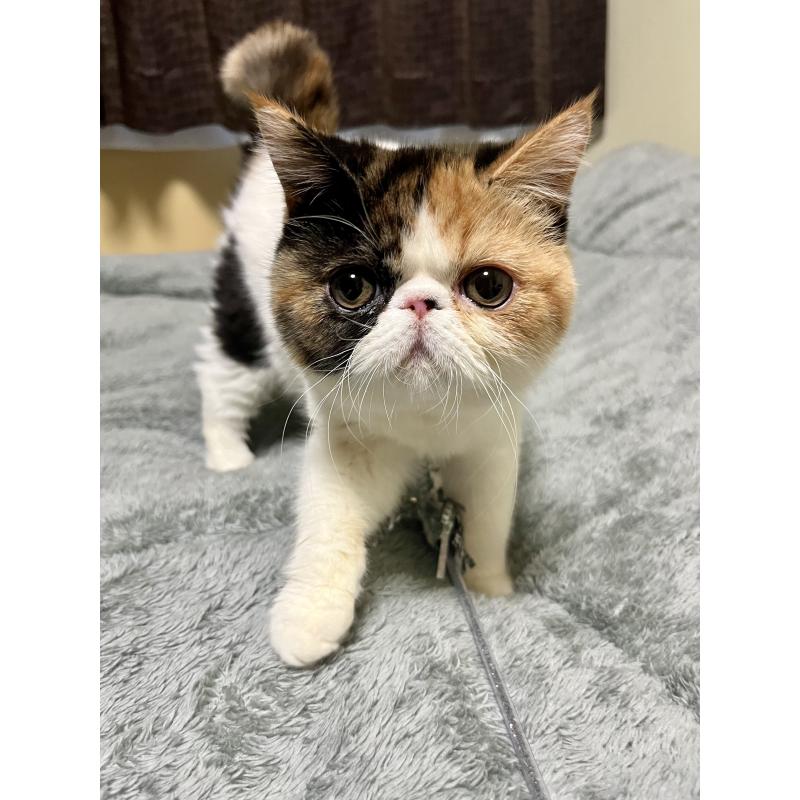 販売中の北海道のエキゾチックショートヘア-136940の5枚目