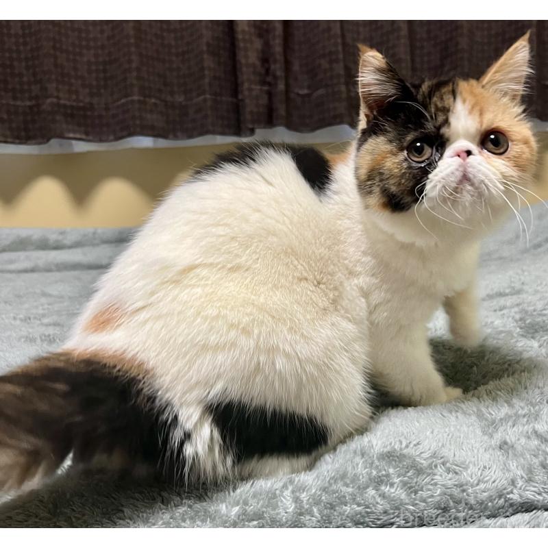 販売中の北海道のエキゾチックショートヘア-136940の3枚目