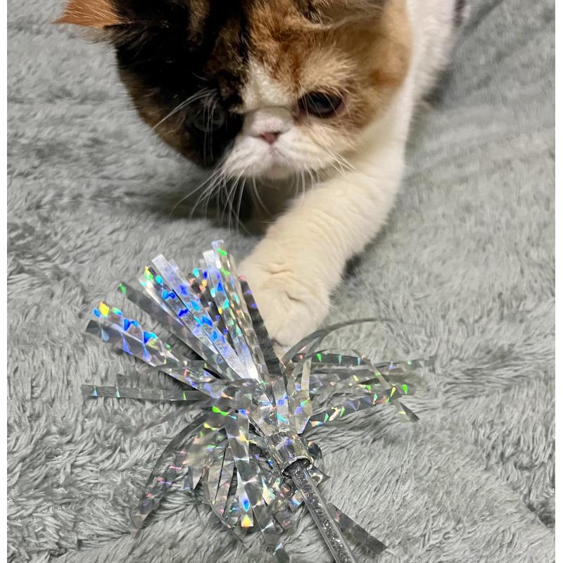 販売中の北海道のエキゾチックショートヘア-136940の2枚目