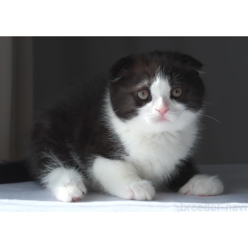 販売中の長野県のスコティッシュフォールド-136942の4枚目