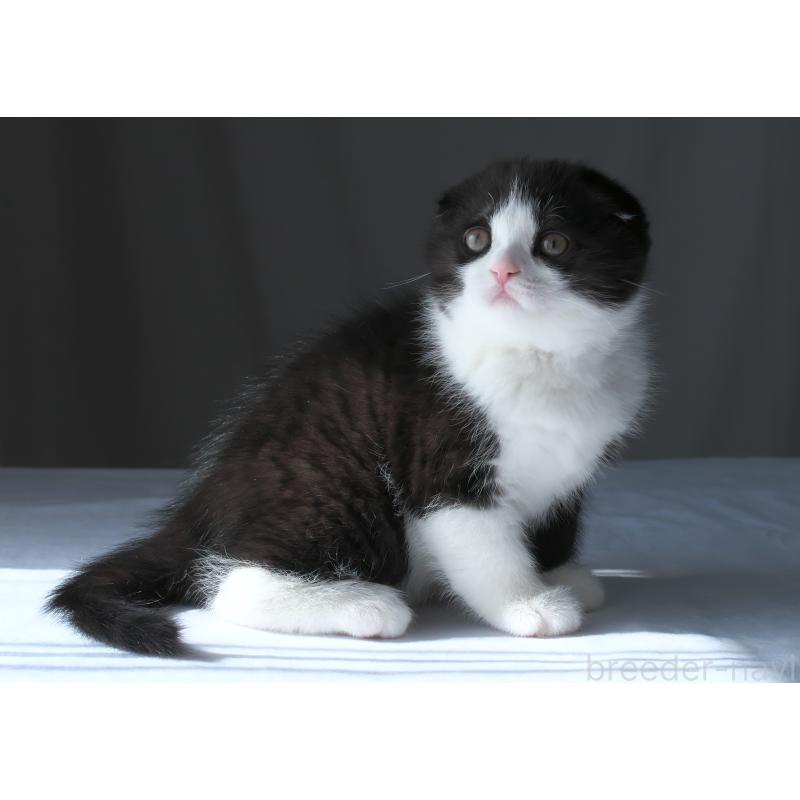 販売中の長野県のスコティッシュフォールド-136942の2枚目