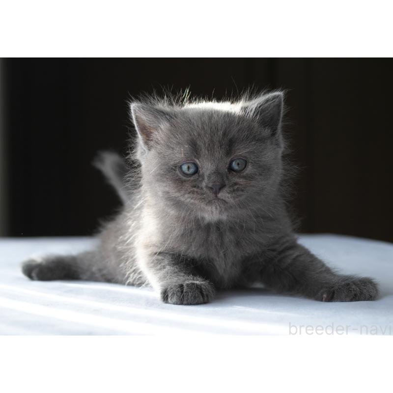 販売中の長野県のスコティッシュストレート-136943の4枚目