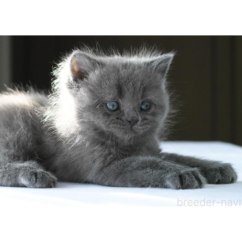 販売中の長野県のスコティッシュストレート-136943の3枚目