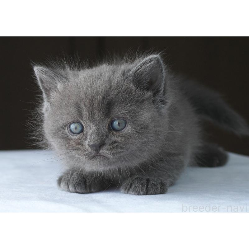 販売中の長野県のスコティッシュストレート-136943の2枚目