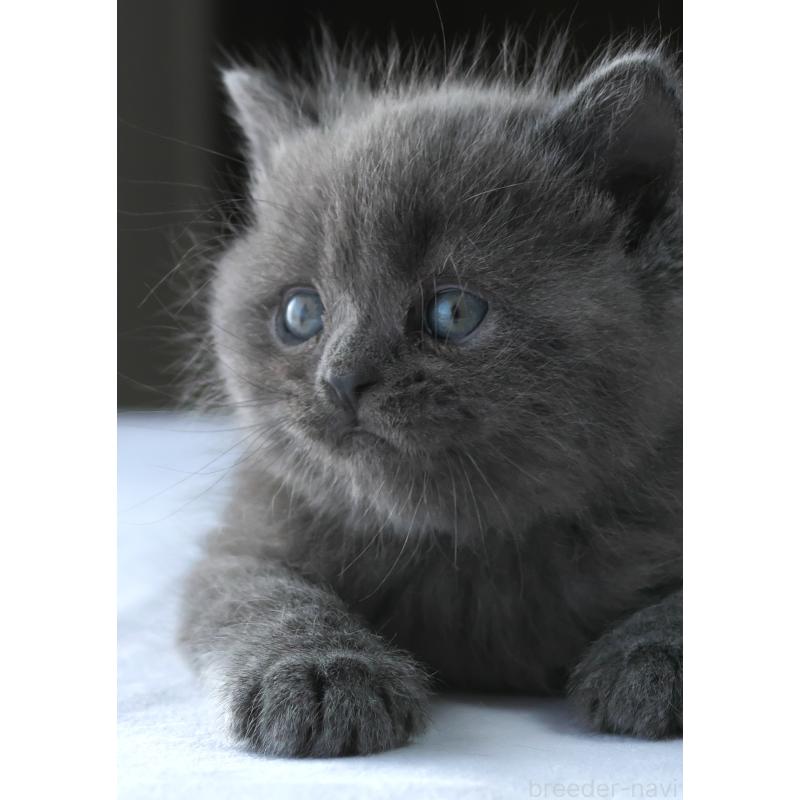 販売中の長野県のスコティッシュストレート-136945の4枚目