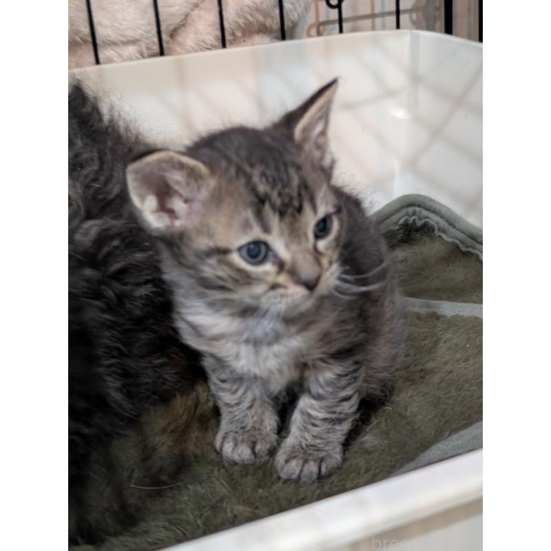 販売中の岡山県のスクーカム-136944の6枚目