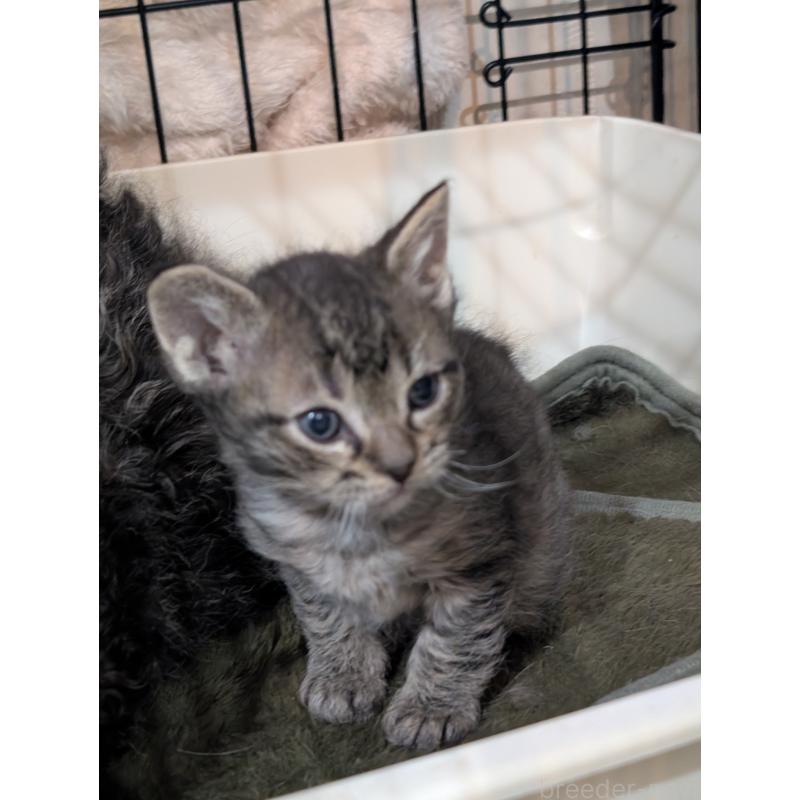 販売中の岡山県のスクーカム-136944の5枚目