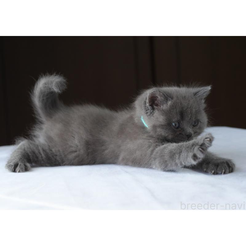 販売中の長野県のスコティッシュストレート-136945の2枚目