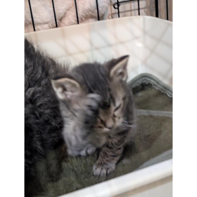 販売中の岡山県のスクーカム-136944の4枚目