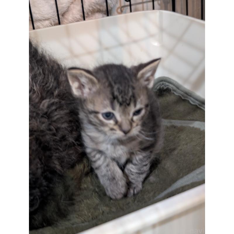 販売中の岡山県のスクーカム-136944の3枚目