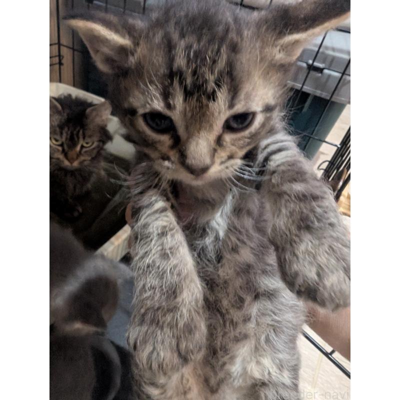 販売中の岡山県のスクーカム-136944の2枚目