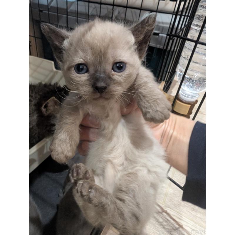 販売中の岡山県のスクーカム-136946