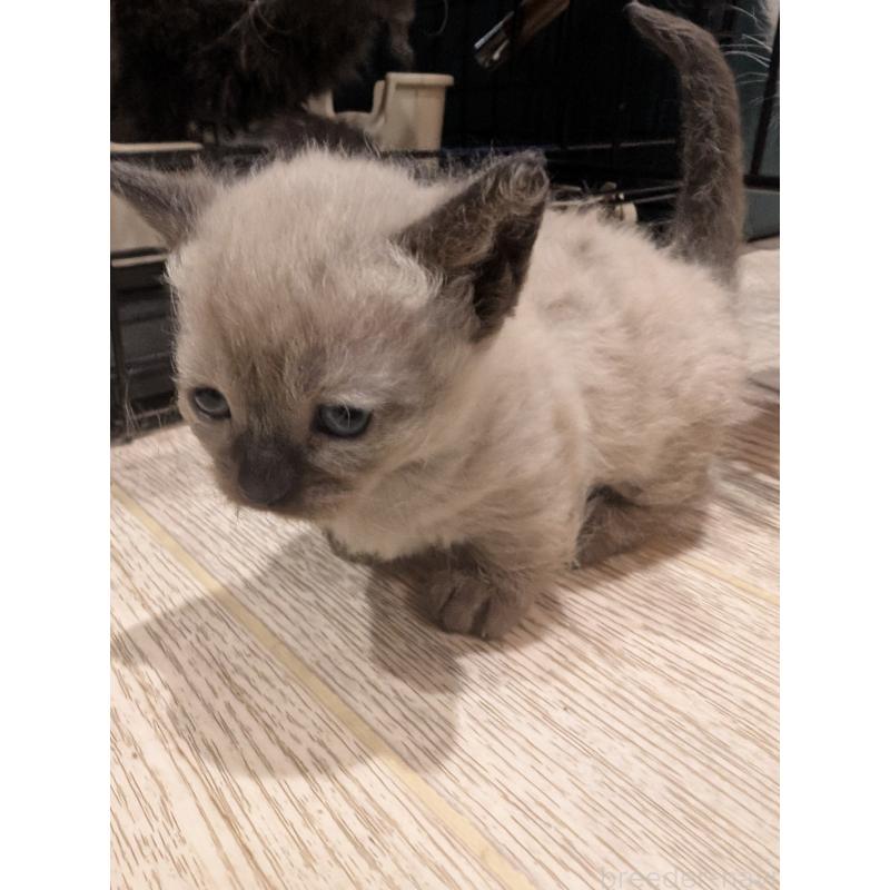 販売中の岡山県のスクーカム-136946の3枚目