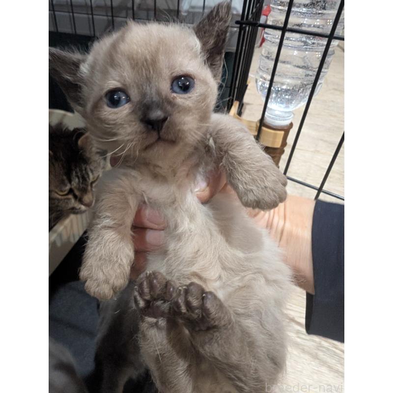 販売中の岡山県のスクーカム-136946の2枚目