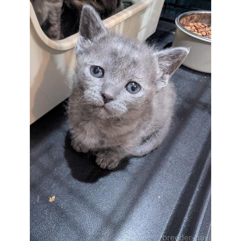 販売中の岡山県のスクーカム-136947の5枚目