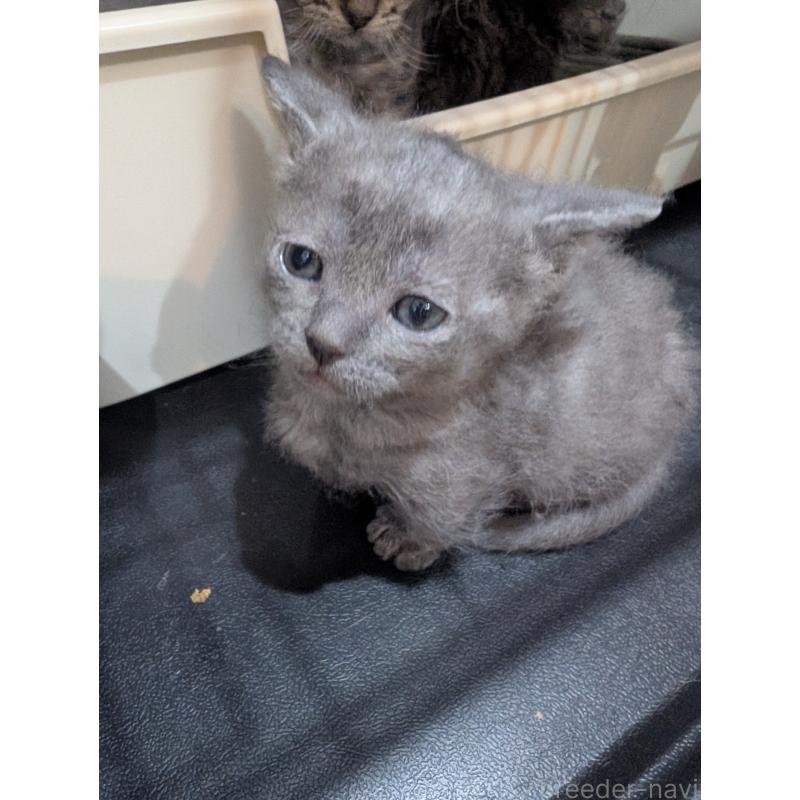 販売中の岡山県のスクーカム-136947の4枚目