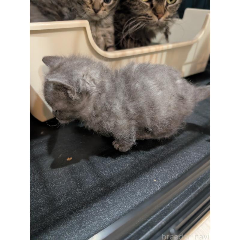 販売中の岡山県のスクーカム-136947の3枚目