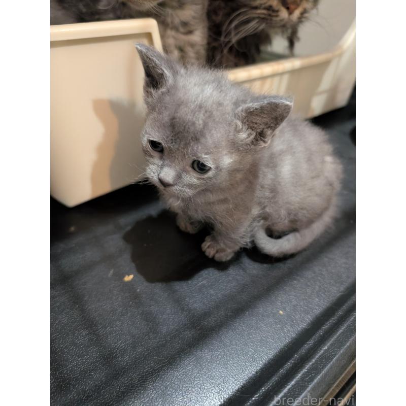 販売中の岡山県のスクーカム-136947の2枚目