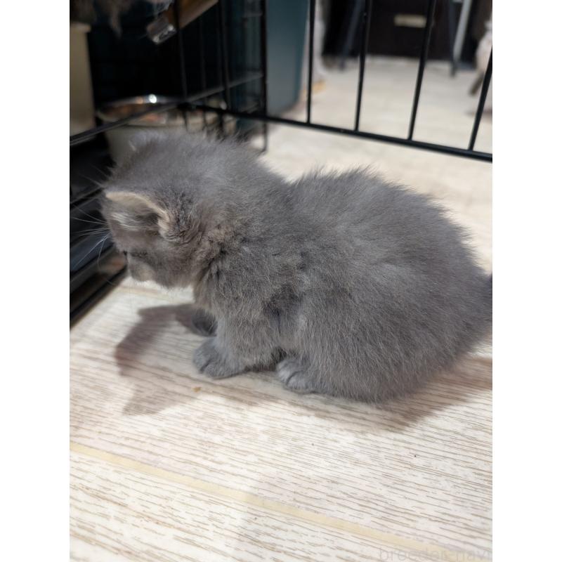 販売中の岡山県のスクーカム-136948の4枚目