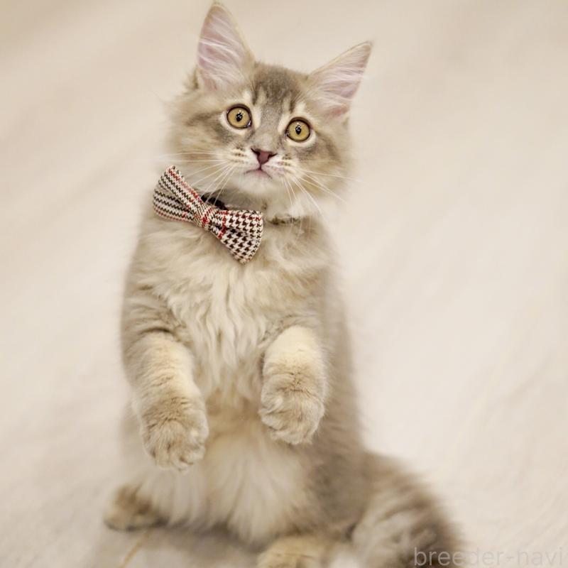 成約済の東京都のサイベリアン-133314の1枚目