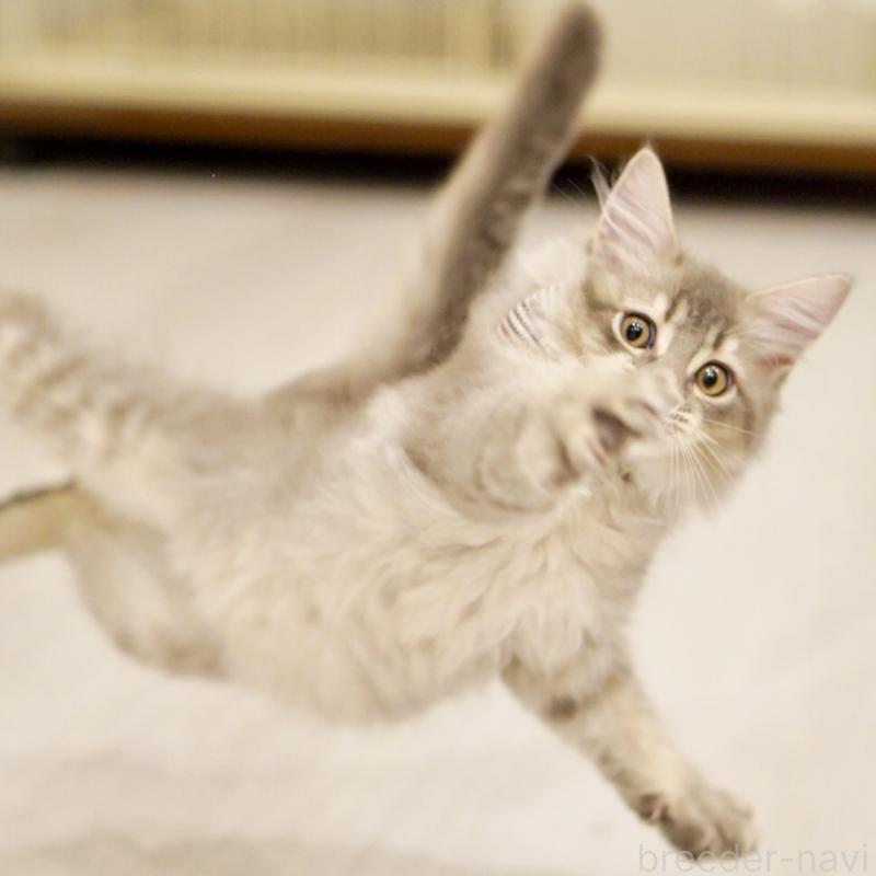 成約済の東京都のサイベリアン-133314の15枚目