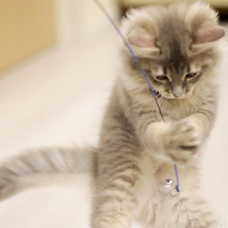 成約済の東京都のサイベリアン-133314の14枚目