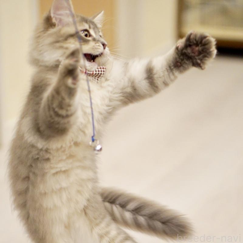 成約済の東京都のサイベリアン-133314の13枚目