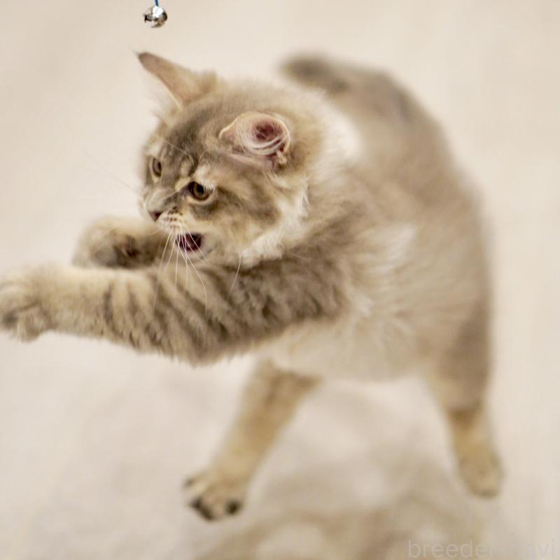 成約済の東京都のサイベリアン-133314の12枚目