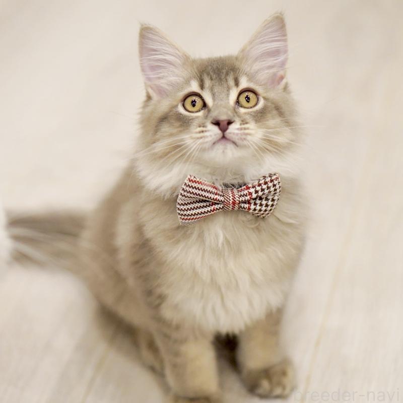 成約済の東京都のサイベリアン-133314の11枚目