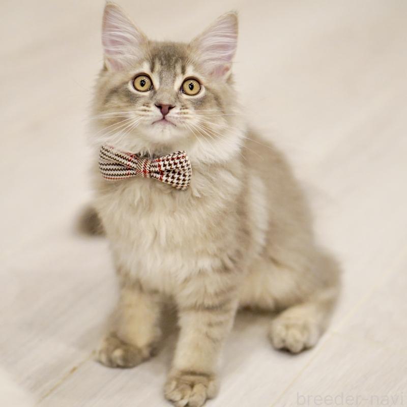 成約済の東京都のサイベリアン-133314の10枚目