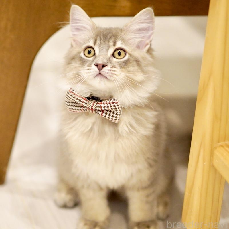 成約済の東京都のサイベリアン-133314の9枚目