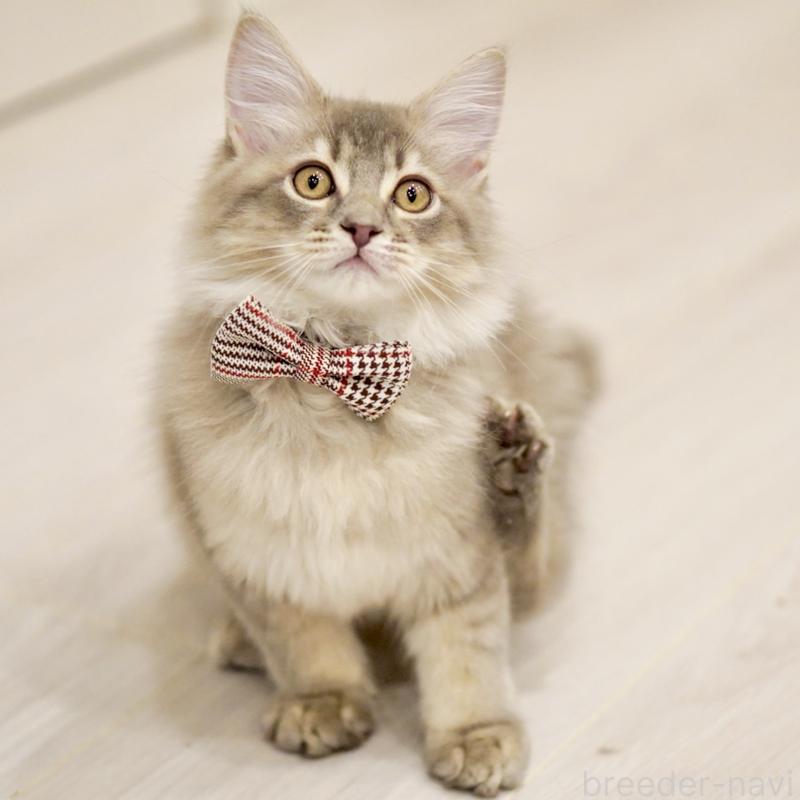 成約済の東京都のサイベリアン-133314の8枚目