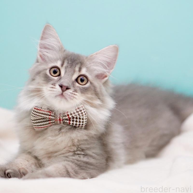 成約済の東京都のサイベリアン-133314の7枚目