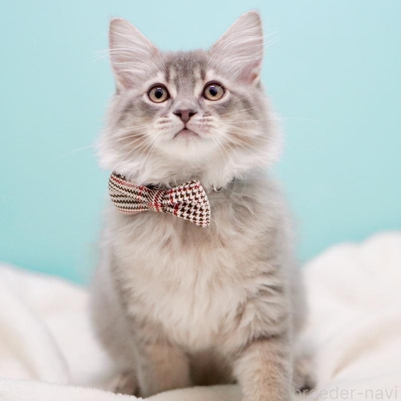 成約済の東京都のサイベリアン-133314の6枚目