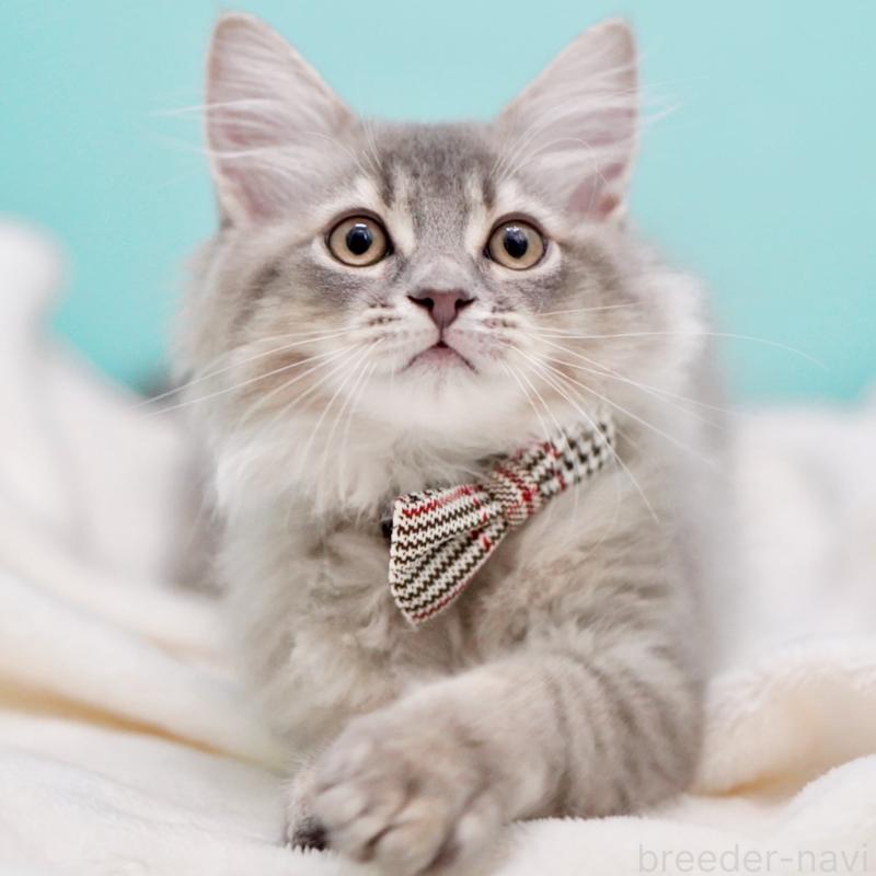 成約済の東京都のサイベリアン-133314の5枚目