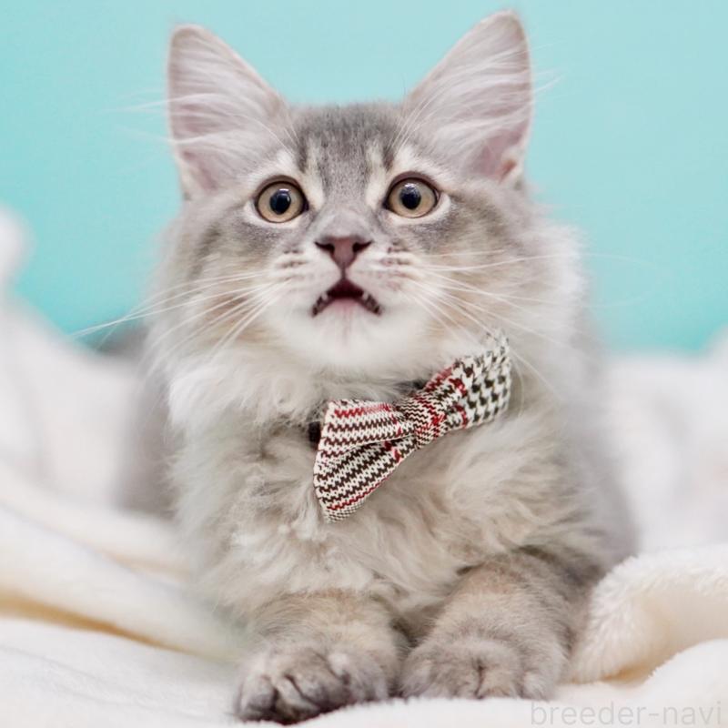 成約済の東京都のサイベリアン-133314の4枚目