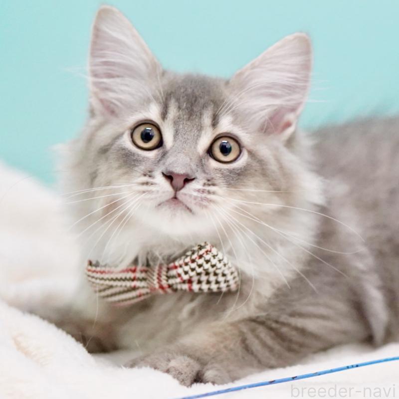 成約済の東京都のサイベリアン-133314の3枚目