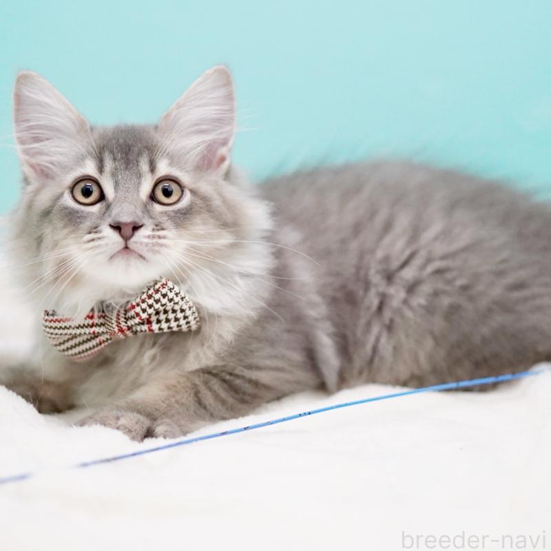 成約済の東京都のサイベリアン-133314の2枚目