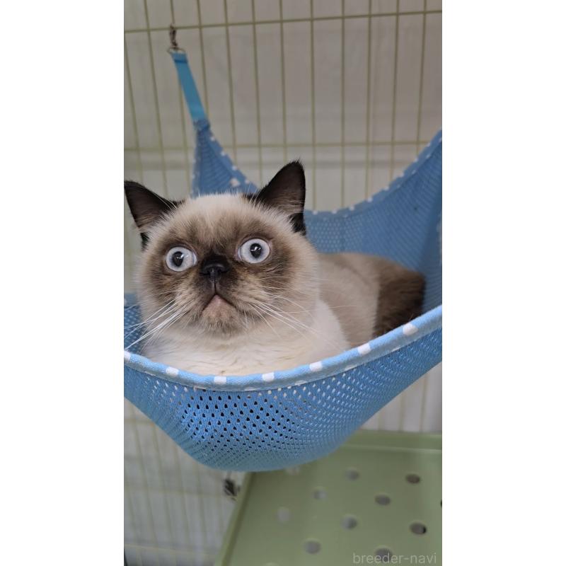 成約済の東京都のエキゾチックショートヘア-129039の2枚目